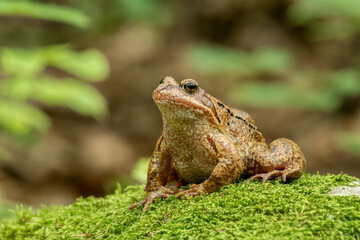 Common frog (Rana temporaria), also known as the European common frog on a moss in the mountains. Photographed up close