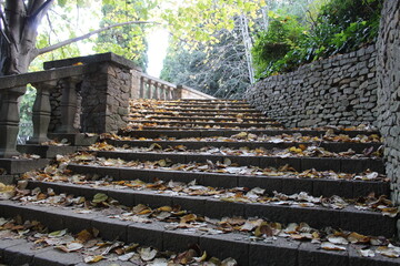 Escalera y hojas.