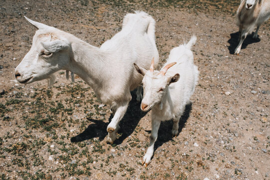 A white goat and a little goat are walking in the pasture in nature. Animal photography.