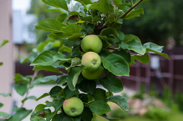 Four apples grow on a tree