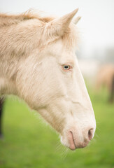 Galia Araber Berber Pelino