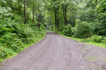 Fototapeta premium gravel path in the forest