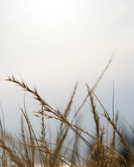 Photo of spikelets on the background of sunset