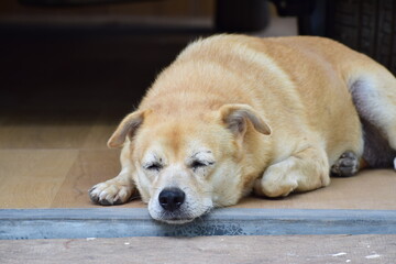Naklejka na ściany i meble Innocent puppy dog is resting and sleeping on the veranda