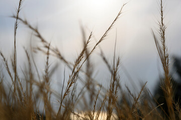 Photo of spikelets on the background of sunset