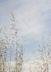 Grass on the background of the summer sky
