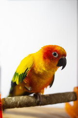 
sick parrot, Sun conure parakeet (Aratinga solstitialis)
