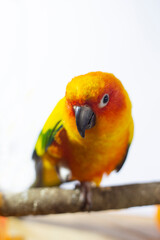 
sick parrot, Sun conure parakeet (Aratinga solstitialis)
