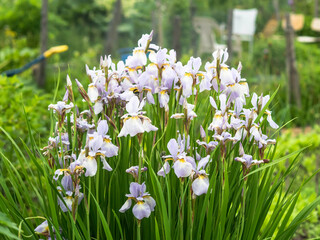 Pale violet iris flowers blooming in a garden in June, closeup with selective focus