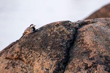 Cute and small European songbird, white wagtail (Motacilla alba) drying its feathers in the sun after bathing on a hot day in Estonian nature