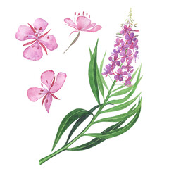 Pink fireweed elements isolated on white background. Watercolor hand drawing illustration. Willowherb for healthy tea.