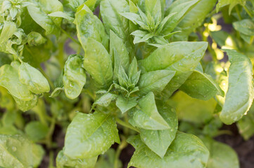 Close-up spinach leaves on the ground, vegetable garden