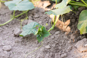 Young and fresh cucumber garden, close-up of ground and weaving cucumber