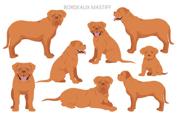 Bordeaux mastiff clipart. Different coat colors and poses set - obrazy, fototapety, plakaty