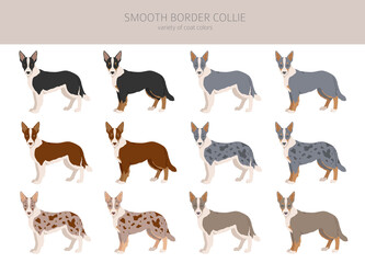 Smooth border collie clipart. Different poses, coat colors set.