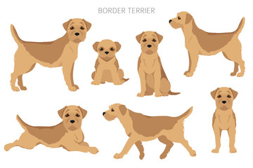 Border terrier clipart. Different coat colors and poses set - obrazy, fototapety, plakaty