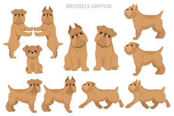 Obraz premium Brussels griffon clipart. Different coat colors and poses set