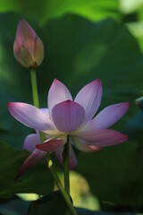 pink water lily