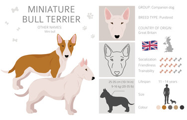 Miniature bull terrier clipart. Different poses, coat colors set