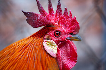 The head of a red rooster. Comb, beak, and eye close up. A very detailed portrait of the animal is...