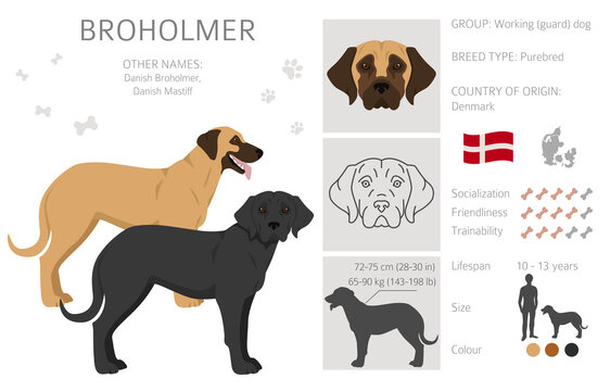 Broholmer clipart. Different coat colors and poses set