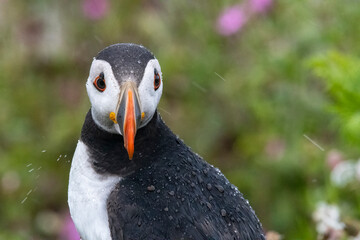 Puffin in shower on Skomer island in Pembrokeshire