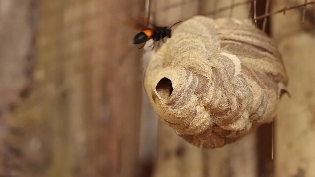 The Vespa affinis or lesser banded hornet is guarding its young nest in the backyard.