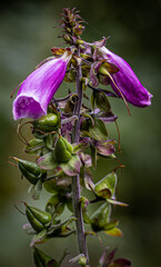 Vertical shot of the exotic and magnificent dying foxglove flowers