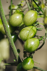Growing fresh green raw tomatoes in the garden