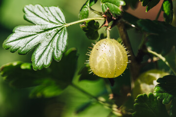 Obraz premium Fresh raw gooseberry fruit from the garden