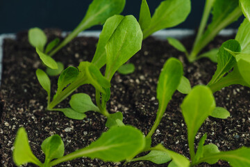 Salad seedlings to plant in the vegetable garden