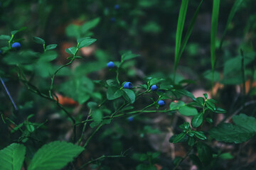 Wild blueberries in the forest