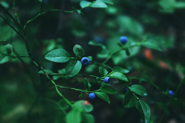 Wild blueberries in the forest