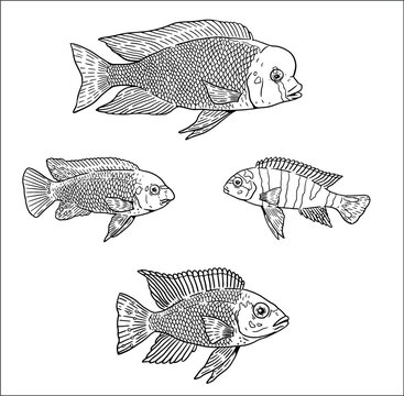 Aquarium with cichlids from the Malawi lake for coloring. Colorful african fish vector template. Coloring book for children and adults.	