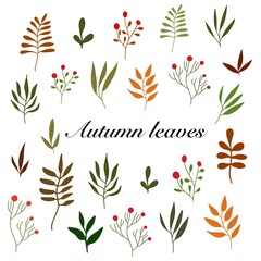 Set of autumn leaves illustration