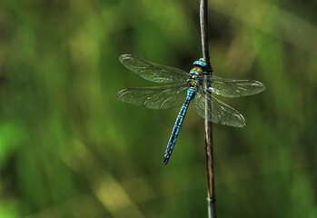 Male of the great dragonfly Anax imperator