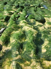 Sea Weed on the rocky beach