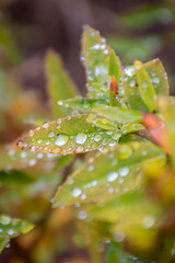 Fototapeta premium rain drops on a leaf