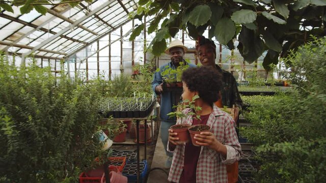 Cheerful Afro-American mother, father and little son carrying plants and walking though greenhouse while working together at family farm