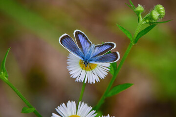 草原のチョウ　ヒメシジミ