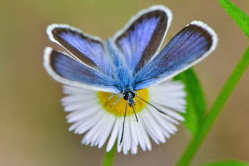 高原のチョウ　ヒメシジミ