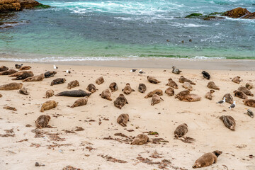 California sea lions at the La Jolla Children's Pool, San Diego, California. A beautiful landscape of rocks and the ocean on a cloudy day.