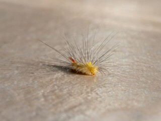 close-up of a yellow caterpillar crawling on the light ground. Macro shot