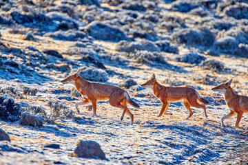 Highly endangered canid beast, pack of ethiopian wolves, canis simensis, running on frozen ground of Sanetti plateau, Bale mountains national park, Ethiopia, Africa.