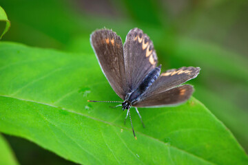 アサマシジミのメス