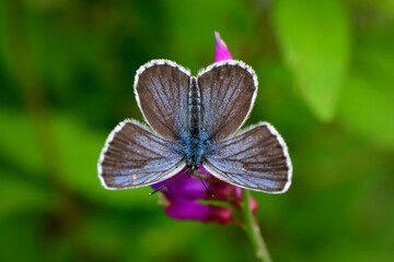 ナンテンハギとアサマシジミ