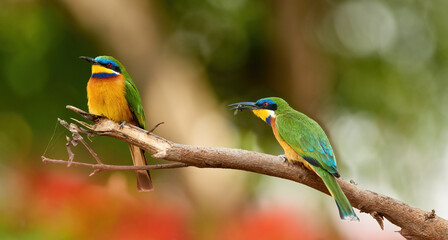 Two Blue-breasted Bee-eaters, Merops variegatus, mating pair of orange and green colored exotic birds,  blurred african forest in background. Bird photography in Ethiopia, lake Ziway.