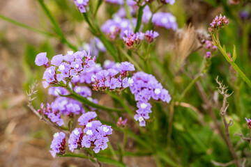 Purple flowers. Beautiful natural background