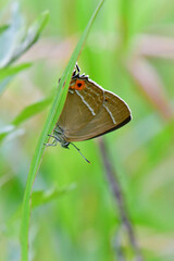 高原のチョウ　アイノミドリシジミ