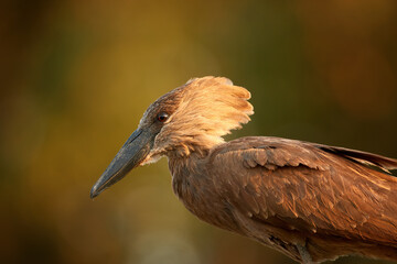 Scopus umbretta, Hamerkop or Hammerhead, portrait of an brownish african wading bird isolated against blurred wetland background. Wildlife of Ethiopia, lake Ziway.